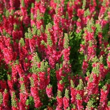 Dba Calluna Vulgaris Skyline Dark Green Calluna Heather - View 12 from www redcrocus com