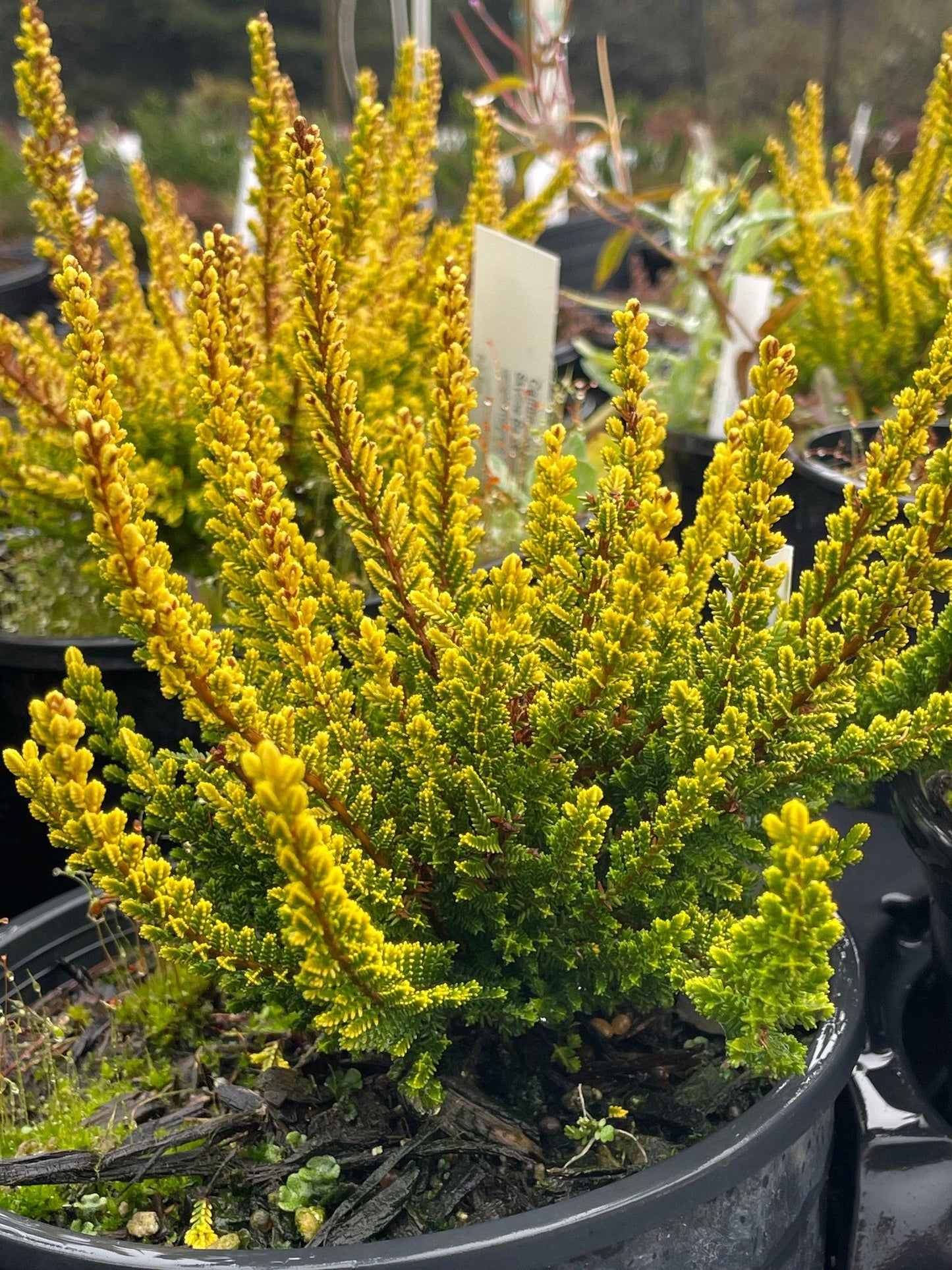 Dba Calluna Vulgaris Skyline Dark Green Calluna Heather - View 15 from www redcrocus com