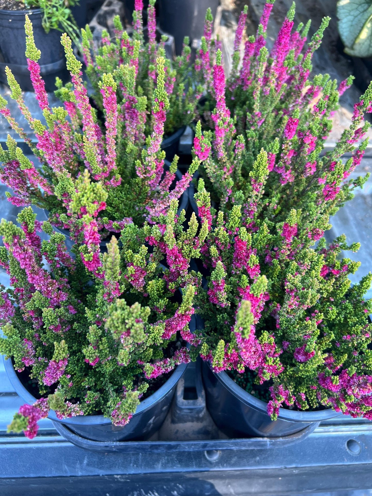 Dba Calluna Vulgaris Skyline Dark Green Calluna Heather - View 27 from www redcrocus com