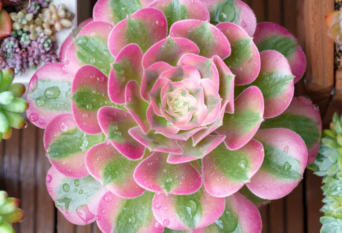 Ce Succulent Aeonium Pink Witch Rare - View 10 from www redcrocus com