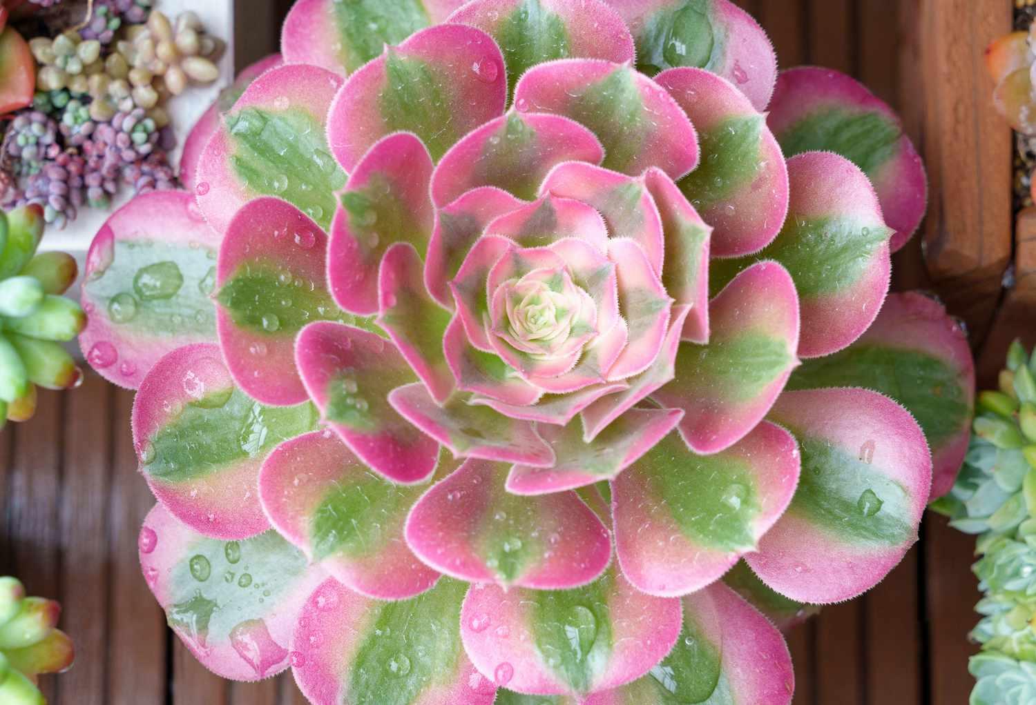 Ce Succulent Aeonium Pink Witch Rare - View 10 from www redcrocus com