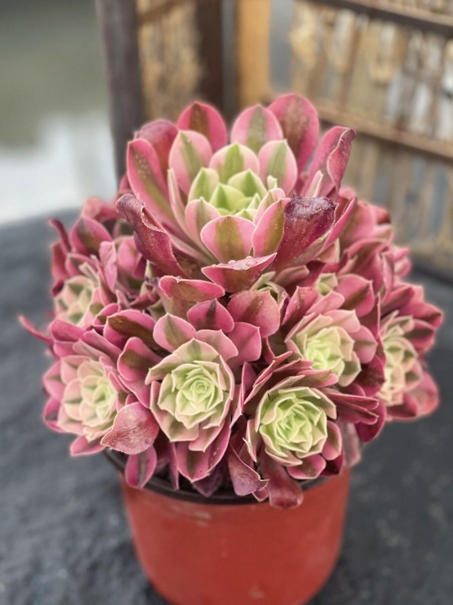 Ce Succulent Aeonium Pink Witch Rare - View 11 from www redcrocus com