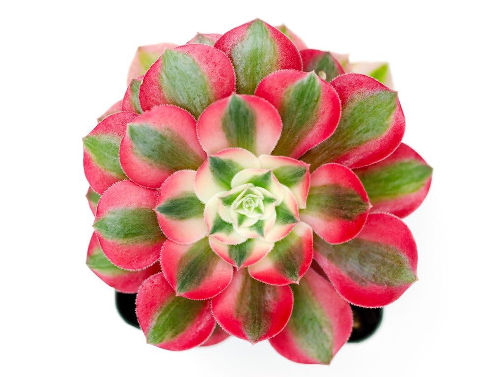 Ce Succulent Aeonium Pink Witch Rare - View 12 from www redcrocus com