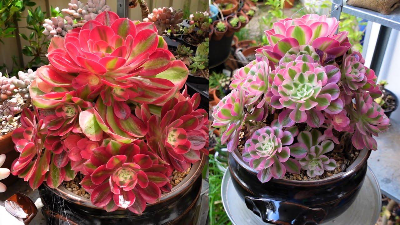 Ce Succulent Aeonium Pink Witch Rare - View 13 from www redcrocus com