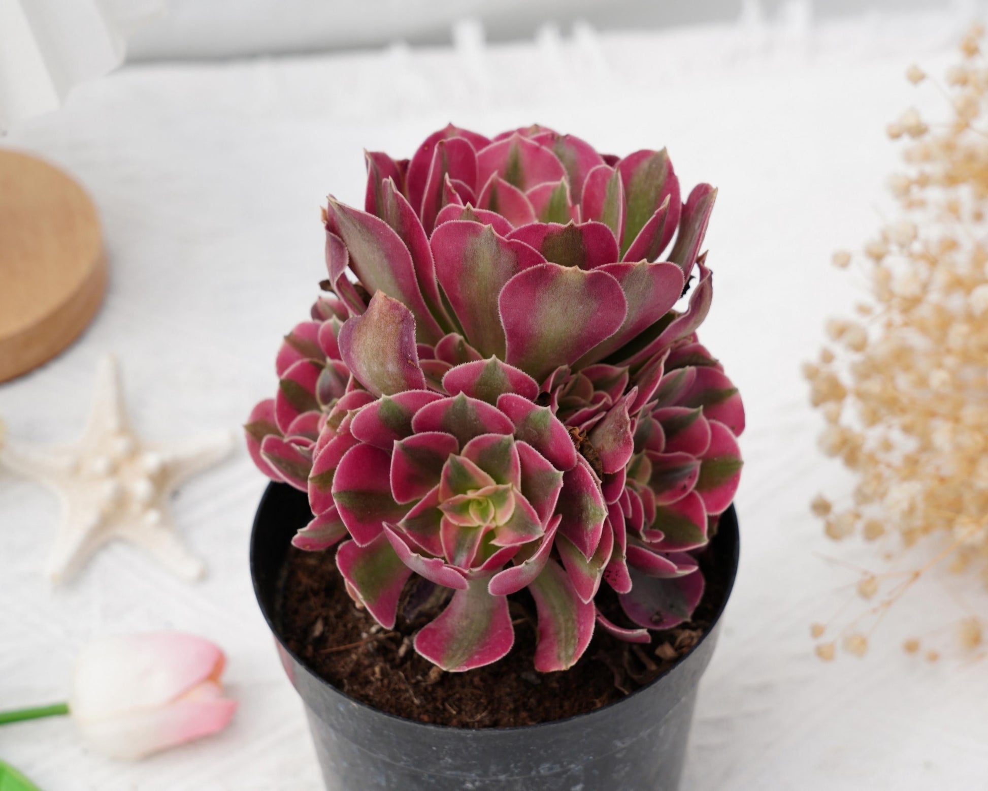 Ce Succulent Aeonium Pink Witch Rare - View 15 from www redcrocus com