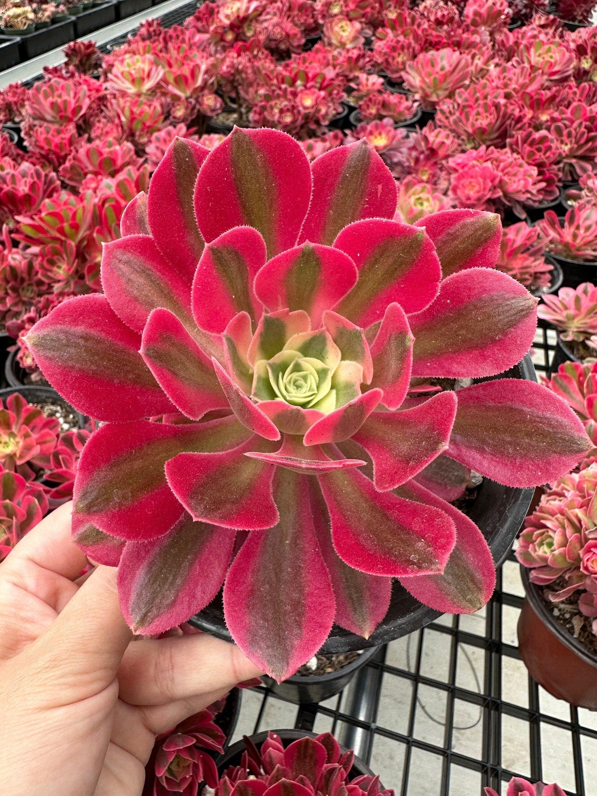 Ce Succulent Aeonium Pink Witch Rare - View 19 from www redcrocus com
