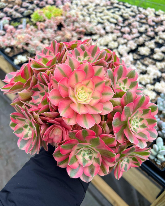 Ce Succulent Aeonium Pink Witch Rare - View 1 from www redcrocus com