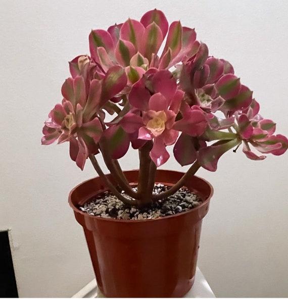 Ce Succulent Aeonium Pink Witch Rare - View 21 from www redcrocus com
