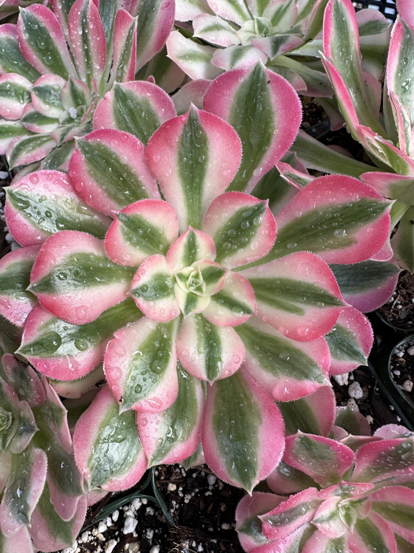 Ce Succulent Aeonium Pink Witch Rare - View 22 from www redcrocus com