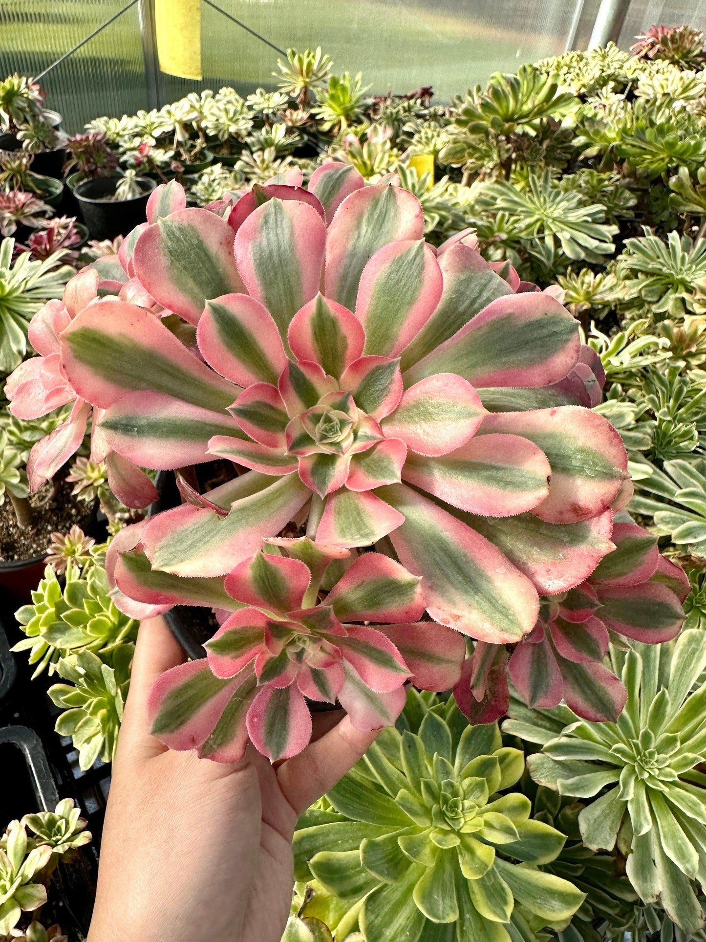 Ce Succulent Aeonium Pink Witch Rare - View 24 from www redcrocus com