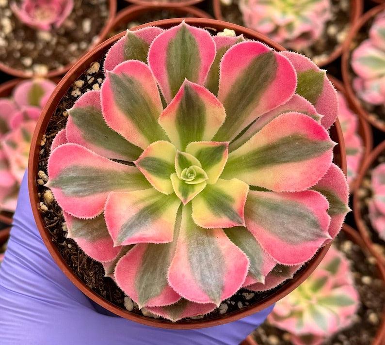 Ce Succulent Aeonium Pink Witch Rare - View 25 from www redcrocus com