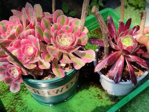 Ce Succulent Aeonium Pink Witch Rare - View 26 from www redcrocus com