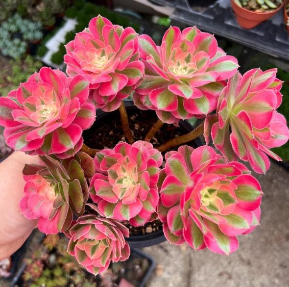 Ce Succulent Aeonium Pink Witch Rare - View 28 from www redcrocus com