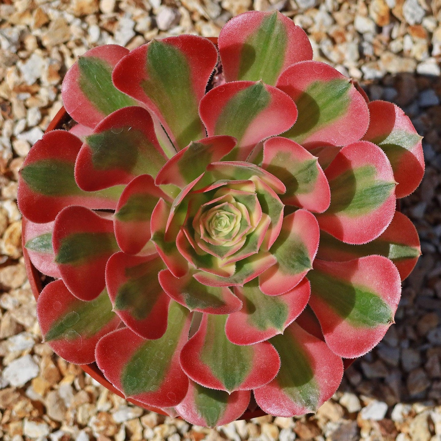 Ce Succulent Aeonium Pink Witch Rare - View 2 from www redcrocus com