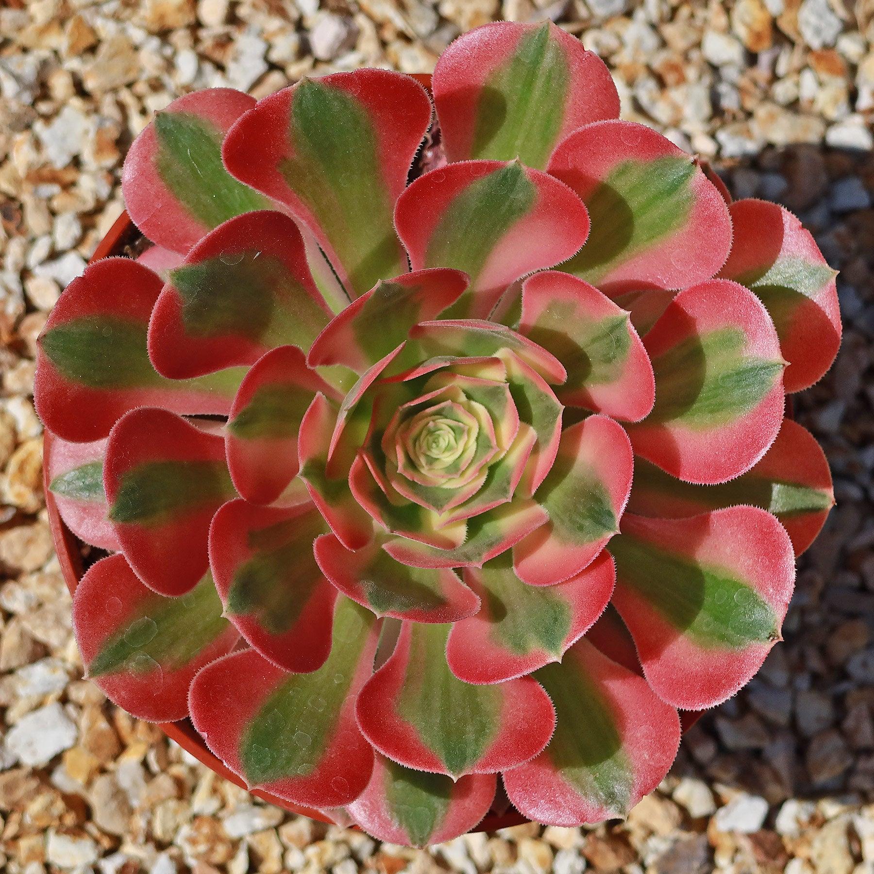 Ce Succulent Aeonium Pink Witch Rare - View 2 from www redcrocus com