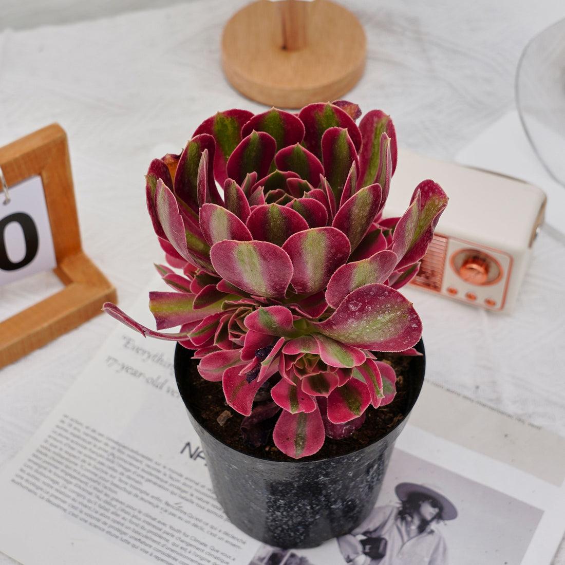 Ce Succulent Aeonium Pink Witch Rare - View 30 from www redcrocus com