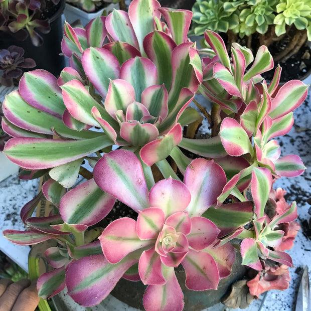 Ce Succulent Aeonium Pink Witch Rare - View 31 from www redcrocus com
