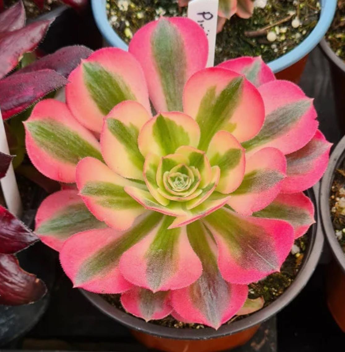 Ce Succulent Aeonium Pink Witch Rare - View 32 from www redcrocus com