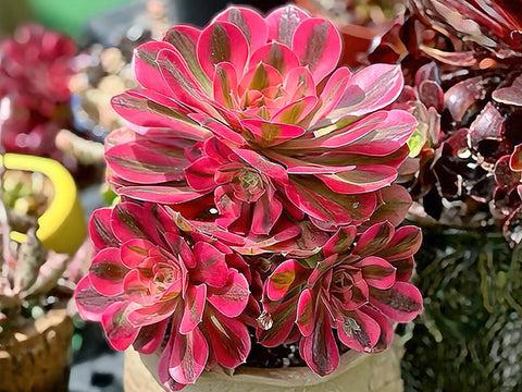 Ce Succulent Aeonium Pink Witch Rare - View 3 from www redcrocus com