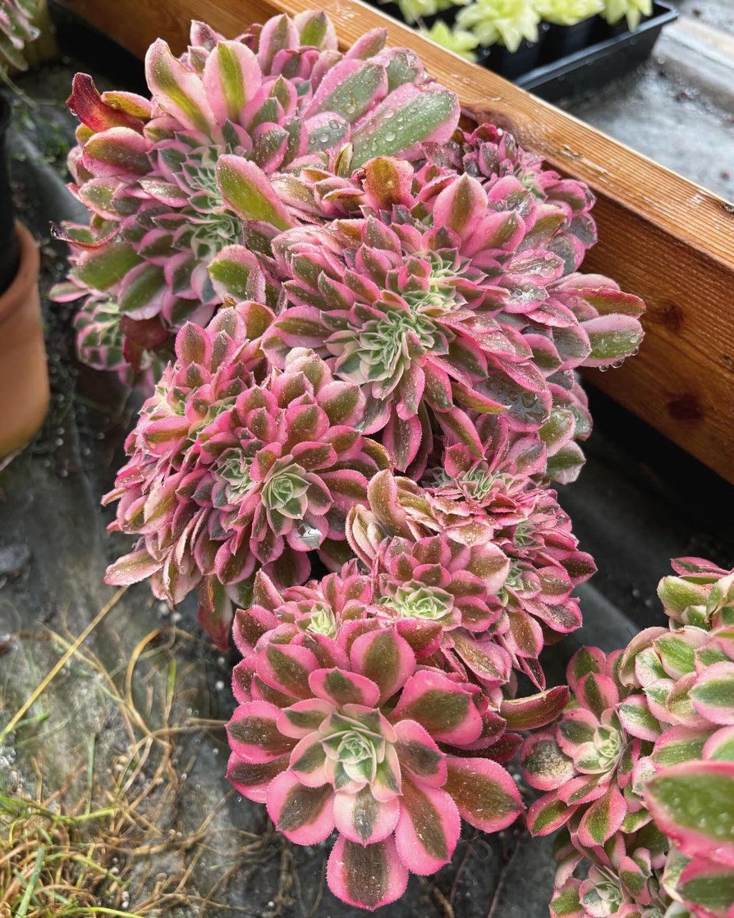 Ce Succulent Aeonium Pink Witch Rare - View 5 from www redcrocus com