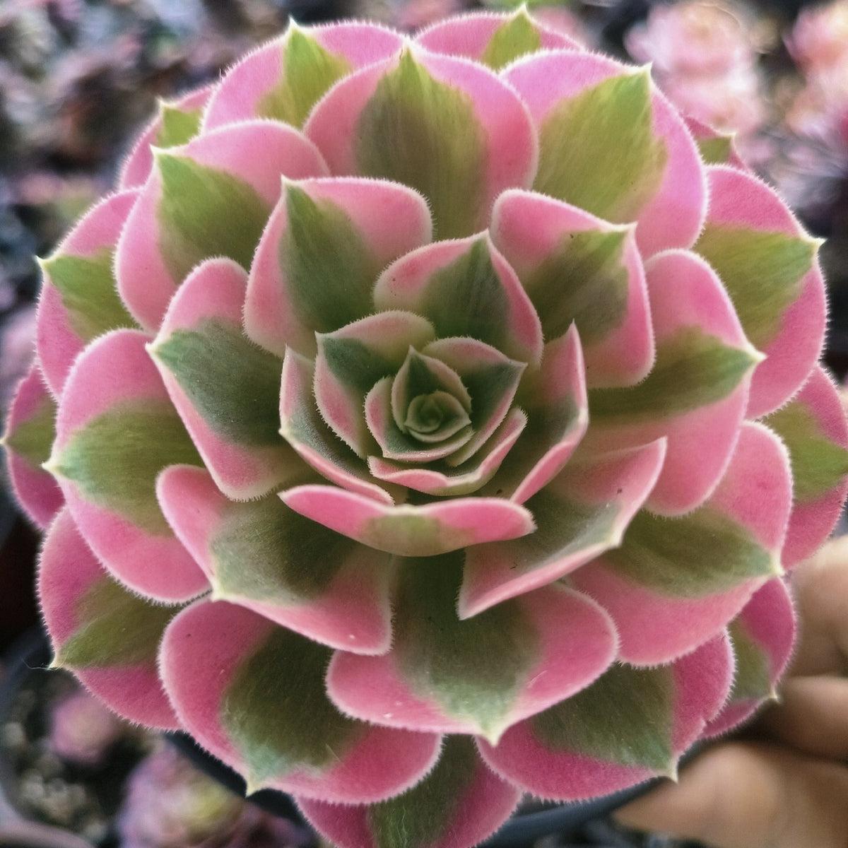 Ce Succulent Aeonium Pink Witch Rare - View 6 from www redcrocus com