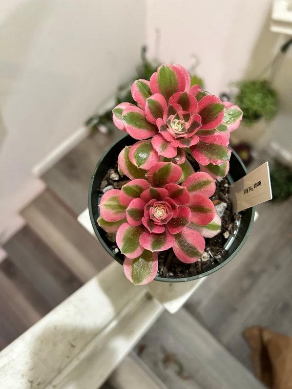 Ce Succulent Aeonium Pink Witch Rare - View 8 from www redcrocus com