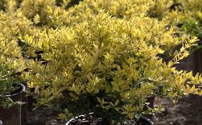 RedCrocus Touch of Gold Japanese Holly (Ilex crenata) Live Evergreen Shrub – Golden Foliage, Compact Mounding, Full Sun to Part Shade, USDA Zones 5–8  1 Quart Pot