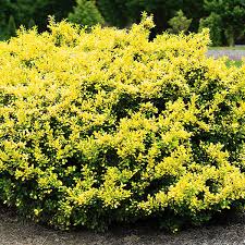 RedCrocus Touch of Gold Japanese Holly (Ilex crenata) Live Evergreen Shrub – Golden Foliage, Compact Mounding, Full Sun to Part Shade, USDA Zones 5–8  1 Quart Pot