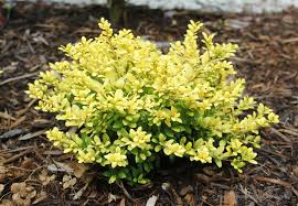 RedCrocus Touch of Gold Japanese Holly (Ilex crenata) Live Evergreen Shrub – Golden Foliage, Compact Mounding, Full Sun to Part Shade, USDA Zones 5–8  1 Quart Pot