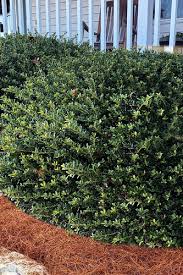 RedCrocus Touch of Gold Japanese Holly (Ilex crenata) Live Evergreen Shrub – Golden Foliage, Compact Mounding, Full Sun to Part Shade, USDA Zones 5–8  1 Quart Pot