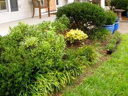 RedCrocus Touch of Gold Japanese Holly (Ilex crenata) Live Evergreen Shrub – Golden Foliage, Compact Mounding, Full Sun to Part Shade, USDA Zones 5–8  1 Quart Pot