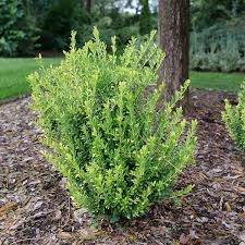 RedCrocus Touch of Gold Japanese Holly (Ilex crenata) Live Evergreen Shrub – Golden Foliage, Compact Mounding, Full Sun to Part Shade, USDA Zones 5–8  1 Quart Pot