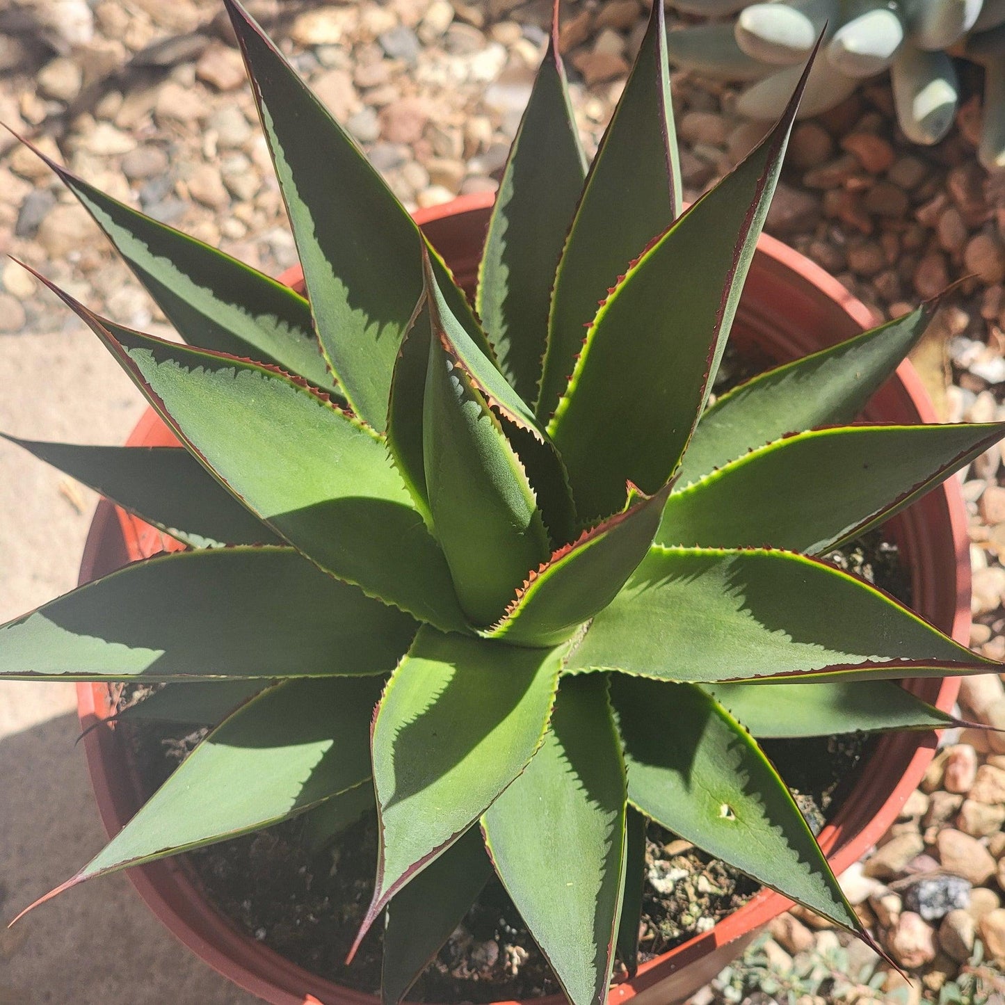 A4 Agave Green - View 14 from www redcrocus com