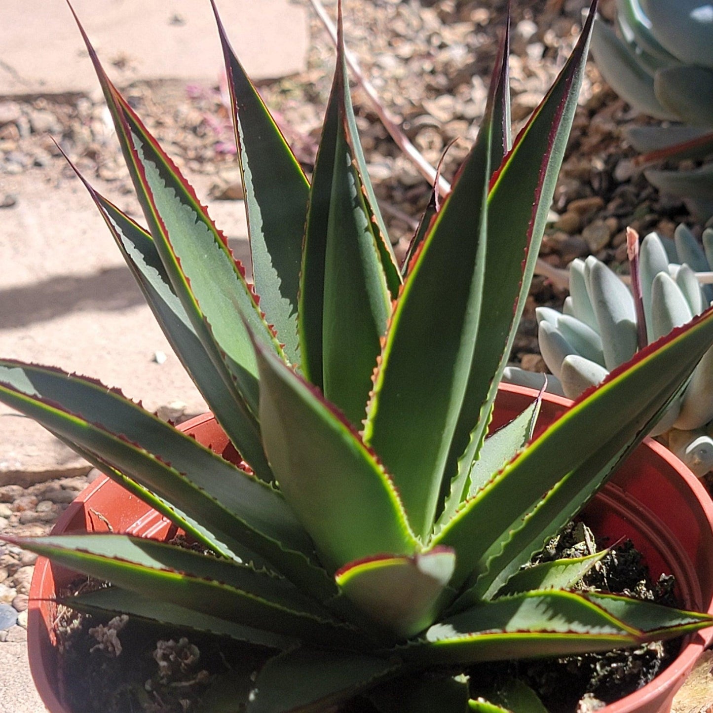 A4 Agave Green - View 16 from www redcrocus com