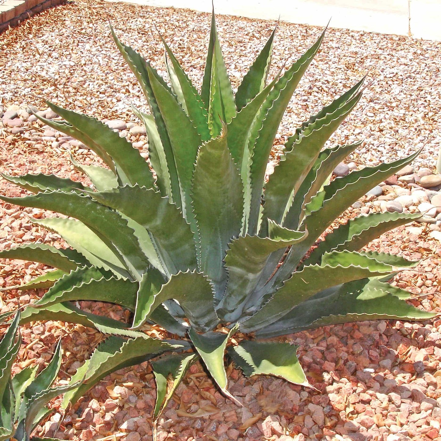 A4 Agave Green - View 27 from www redcrocus com