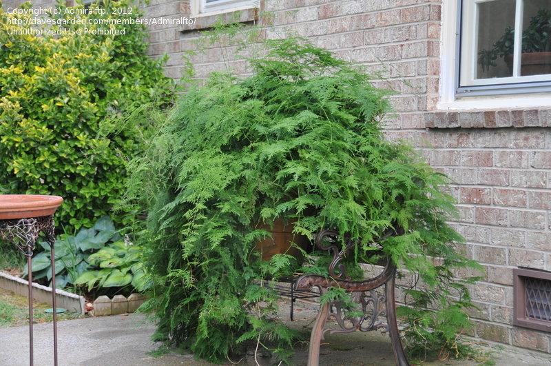 C Fern Asparagus Plumosis Climbing Asparagus Fern - View 13 from www redcrocus com