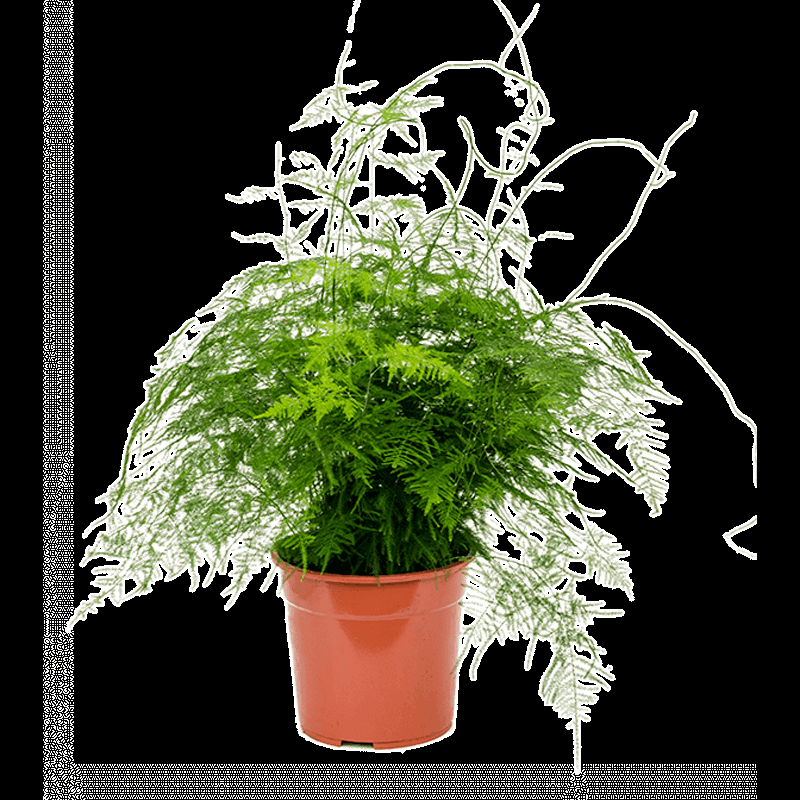 C Fern Asparagus Plumosis Climbing Asparagus Fern - View 14 from www redcrocus com