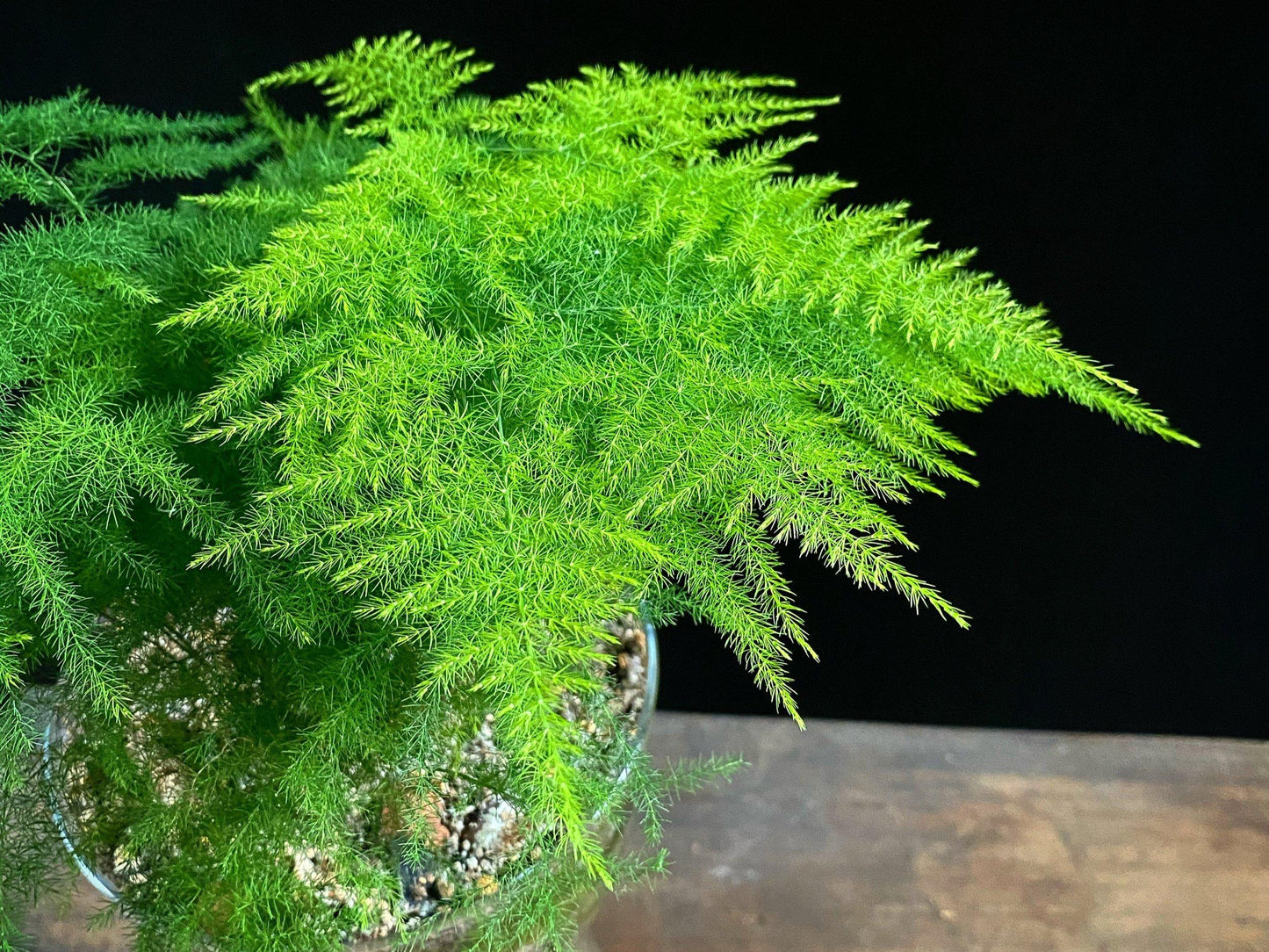 C Fern Asparagus Plumosis Climbing Asparagus Fern - View 15 from www redcrocus com