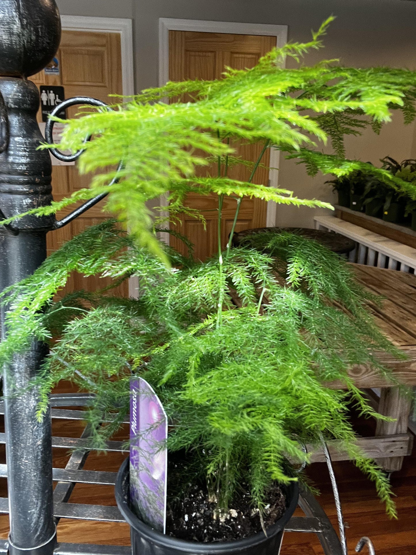 C Fern Asparagus Plumosis Climbing Asparagus Fern - View 16 from www redcrocus com