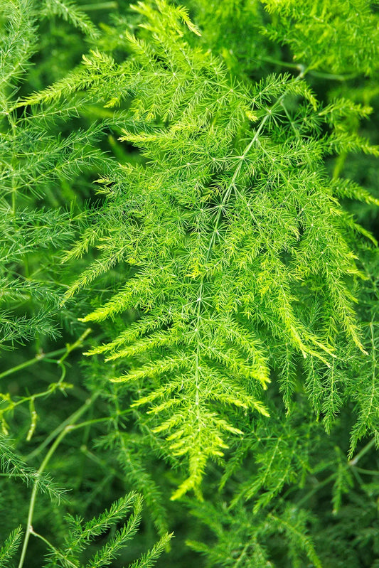 C Fern Asparagus Plumosis Climbing Asparagus Fern - View 1 from www redcrocus com
