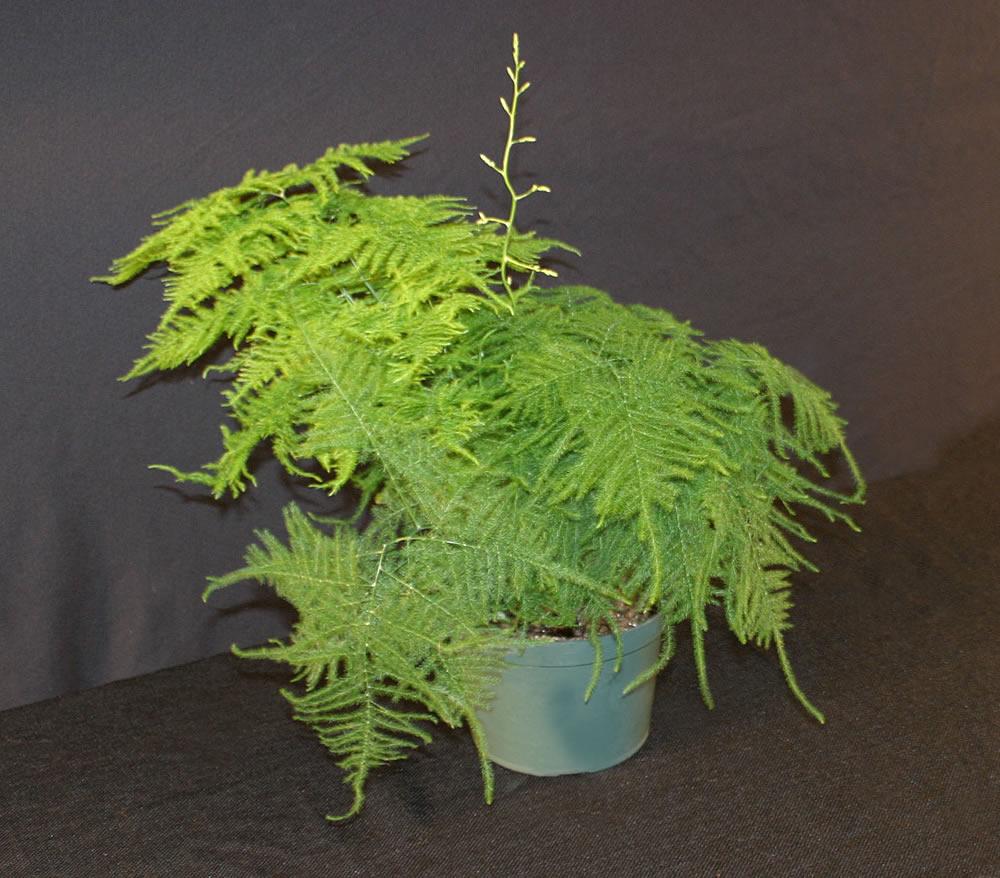 C Fern Asparagus Plumosis Climbing Asparagus Fern - View 25 from www redcrocus com