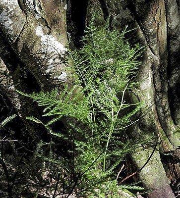 C Fern Asparagus Plumosis Climbing Asparagus Fern - View 28 from www redcrocus com