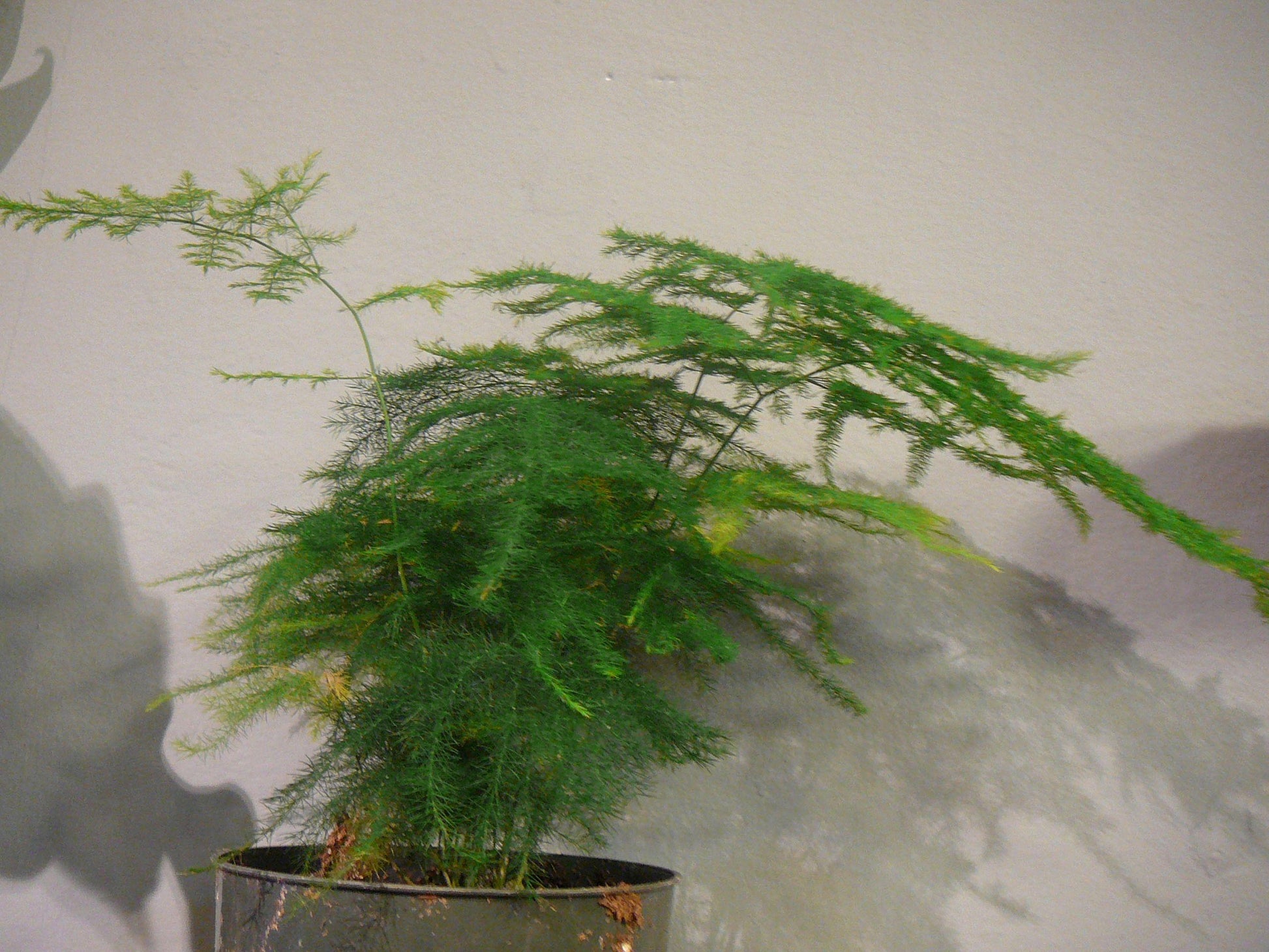 C Fern Asparagus Plumosis Climbing Asparagus Fern - View 29 from www redcrocus com