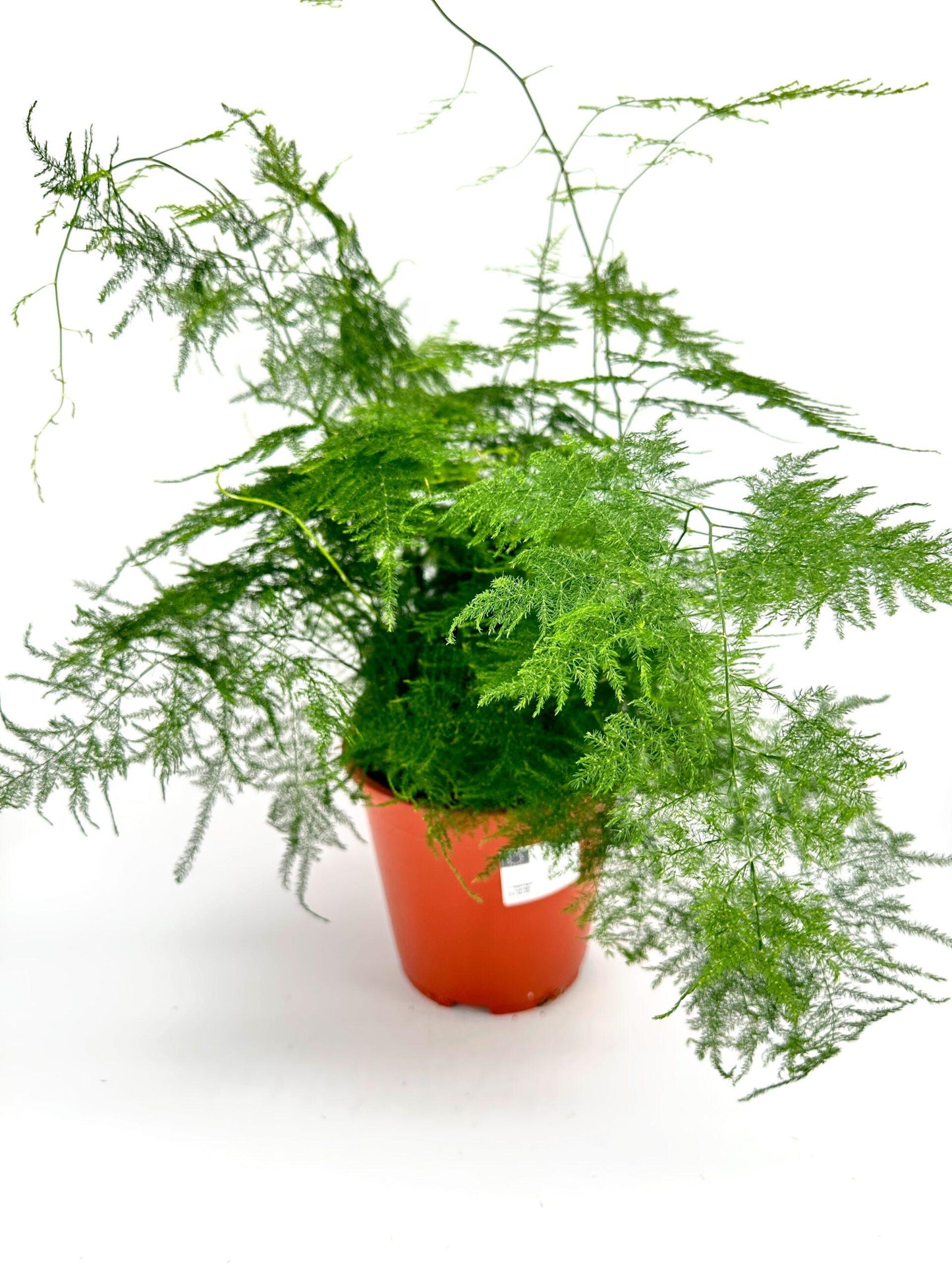 C Fern Asparagus Plumosis Climbing Asparagus Fern - View 32 from www redcrocus com