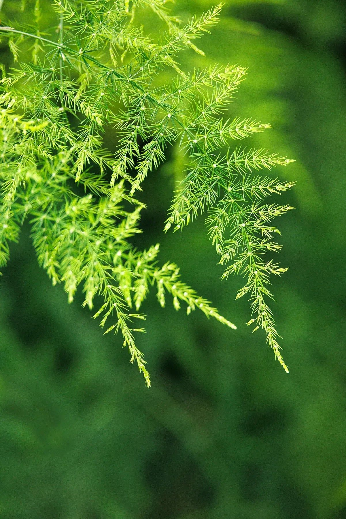 C Fern Asparagus Plumosis Climbing Asparagus Fern - View 3 from www redcrocus com