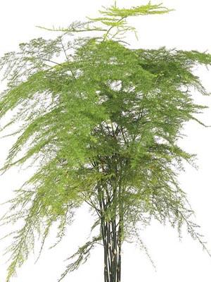 C Fern Asparagus Plumosis Climbing Asparagus Fern - View 4 from www redcrocus com