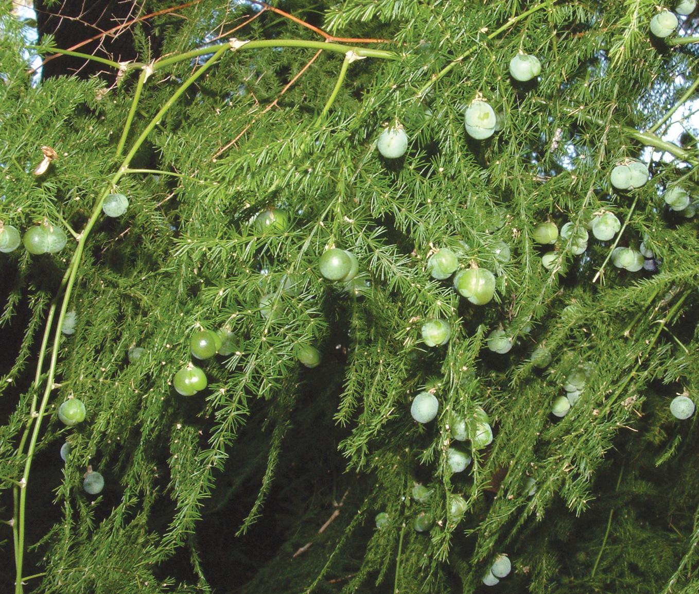 C Fern Asparagus Plumosis Climbing Asparagus Fern - View 6 from www redcrocus com