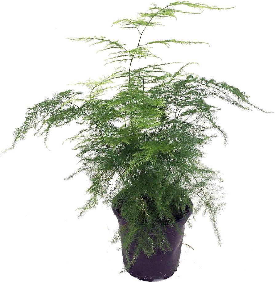 C Fern Asparagus Plumosis Climbing Asparagus Fern - View 7 from www redcrocus com