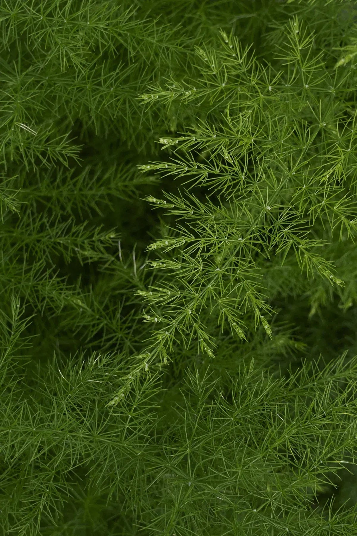 C Fern Asparagus Plumosis Climbing Asparagus Fern - View 8 from www redcrocus com