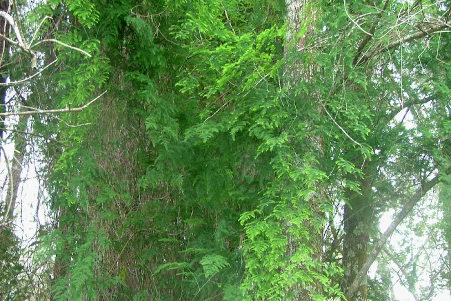 C Fern Asparagus Plumosis Climbing Asparagus Fern - View 9 from www redcrocus com